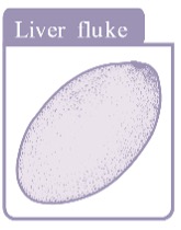 liver-fluke